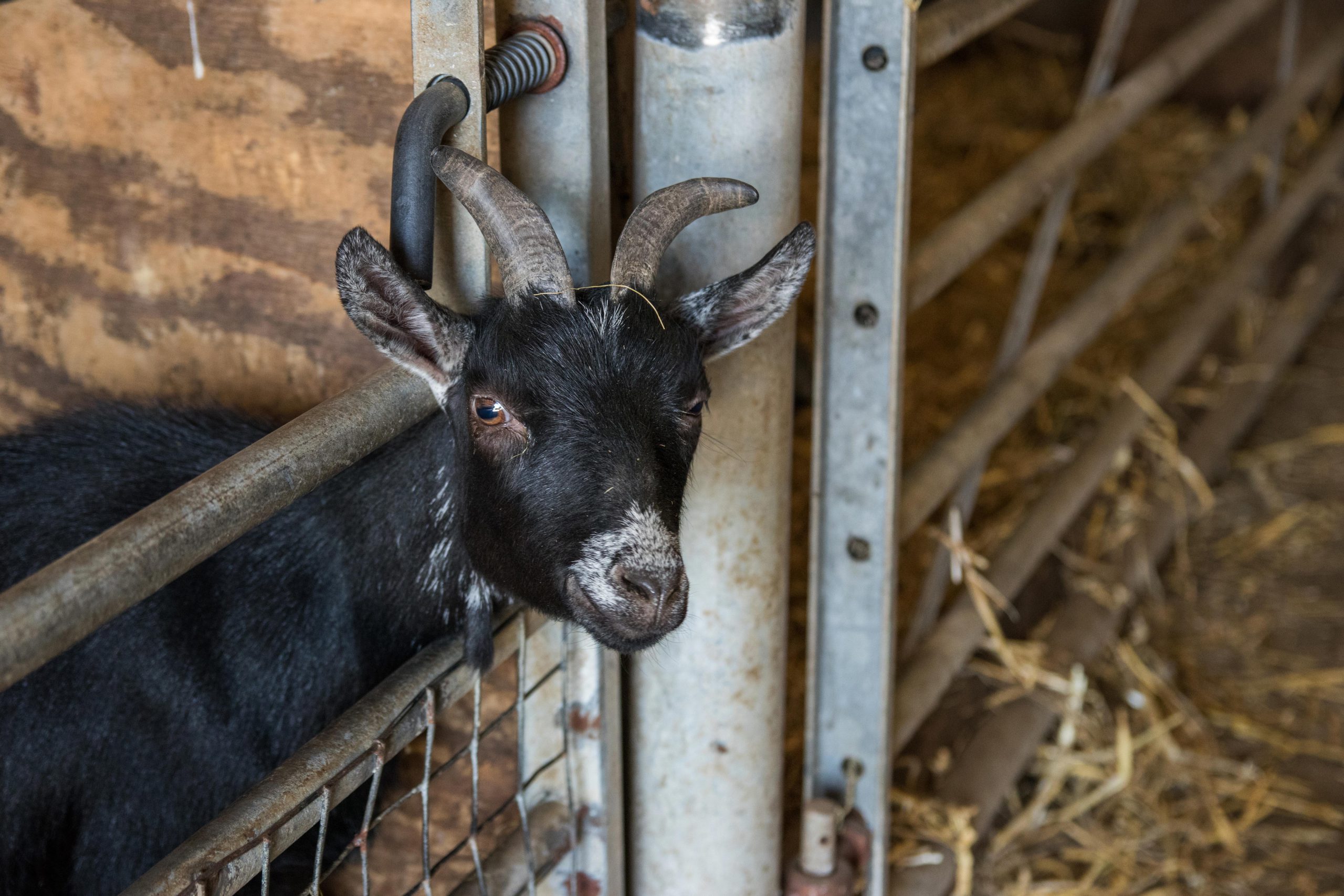 Goat through a fence